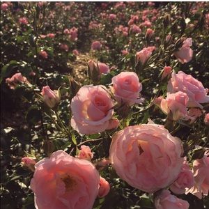 Meet your Posher, So